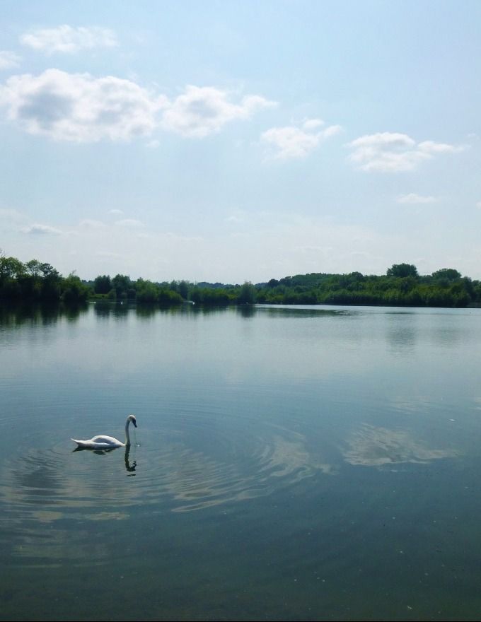 Swan on Fishing Lake – Wasing Estate Fishing Location