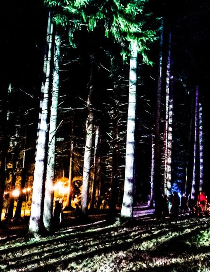 Forest Lit Up – Wasing Outdoor Events 