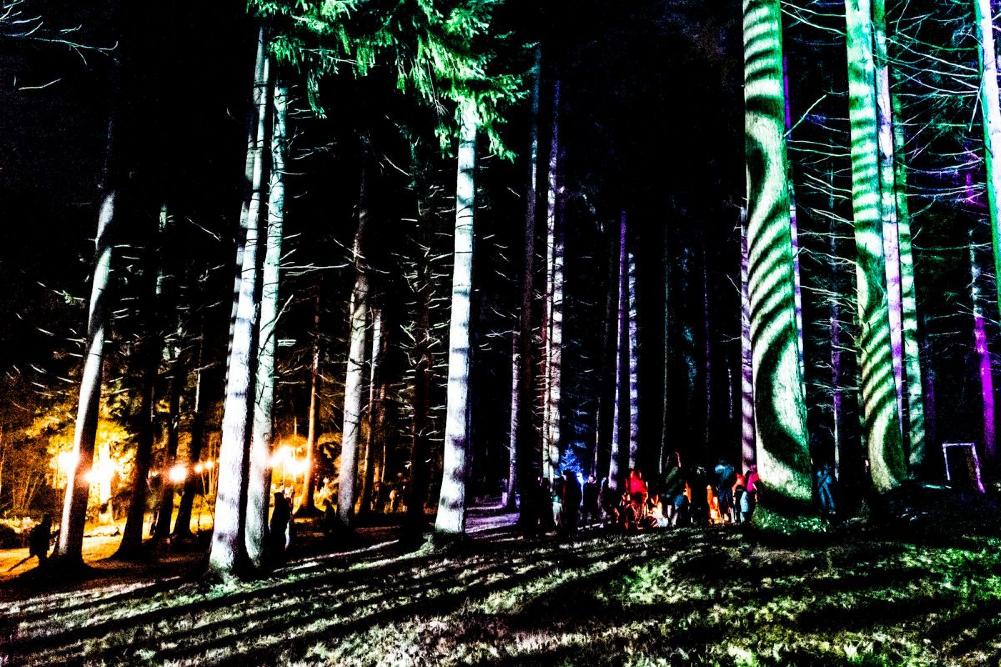 Forest Lit Up – Wasing Outdoor Events 